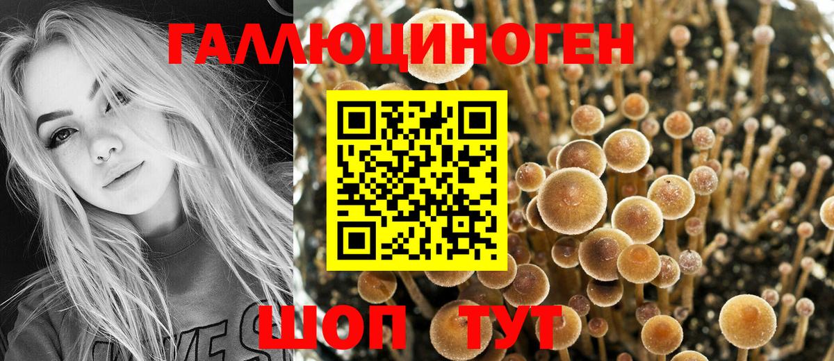 Псилоцибиновые грибы Psilocybe Новороссийск